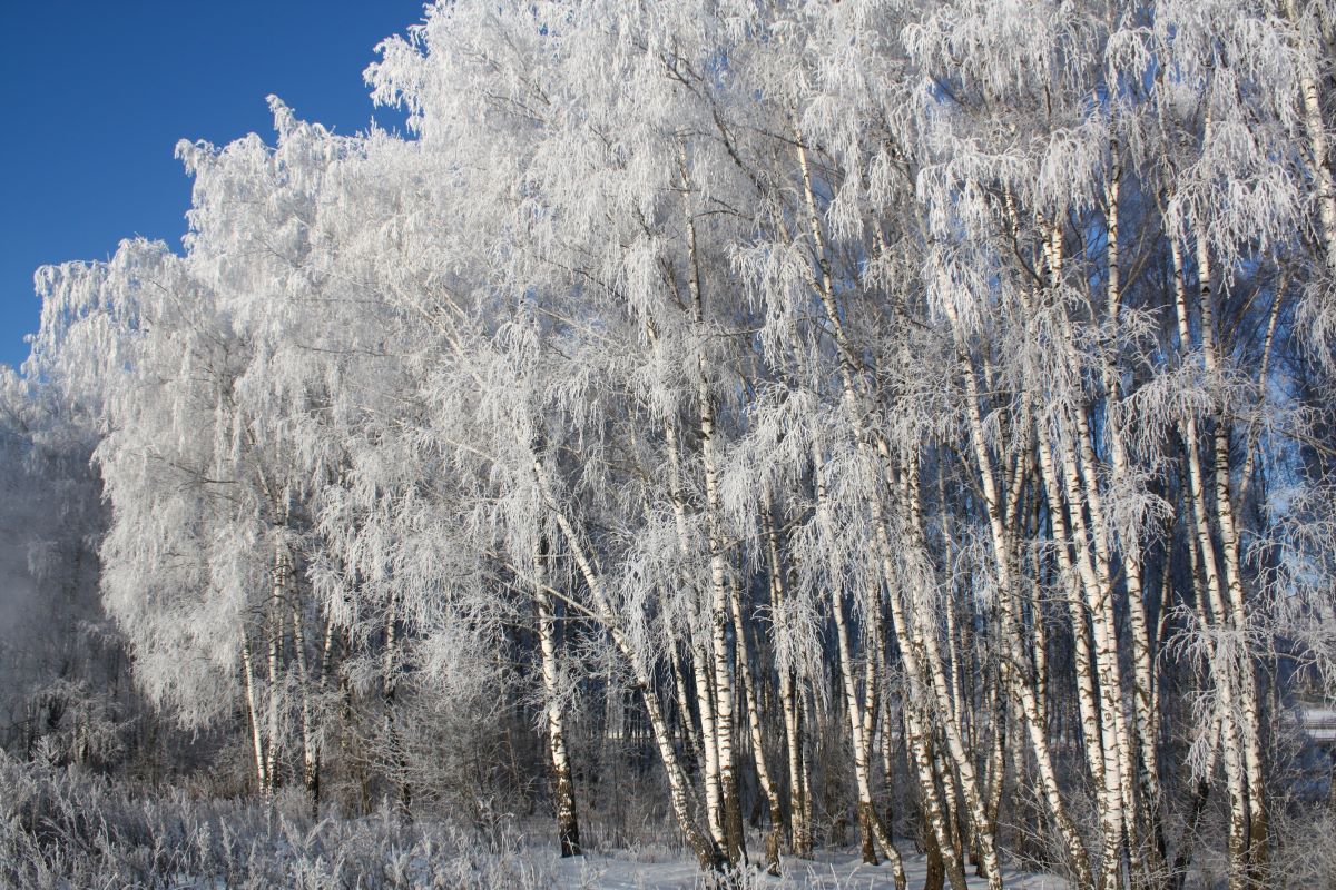 Meteo: arriva l'”orso russo”, il primo vero freddo dell'inverno