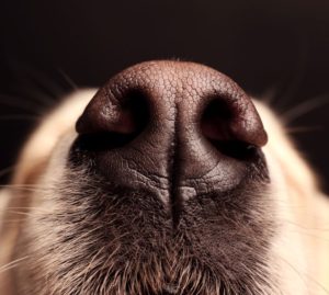 I cani fiutano i tumori allo stadio iniziale