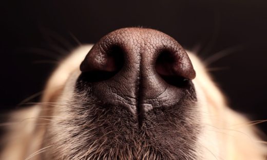 I cani fiutano i tumori allo stadio iniziale