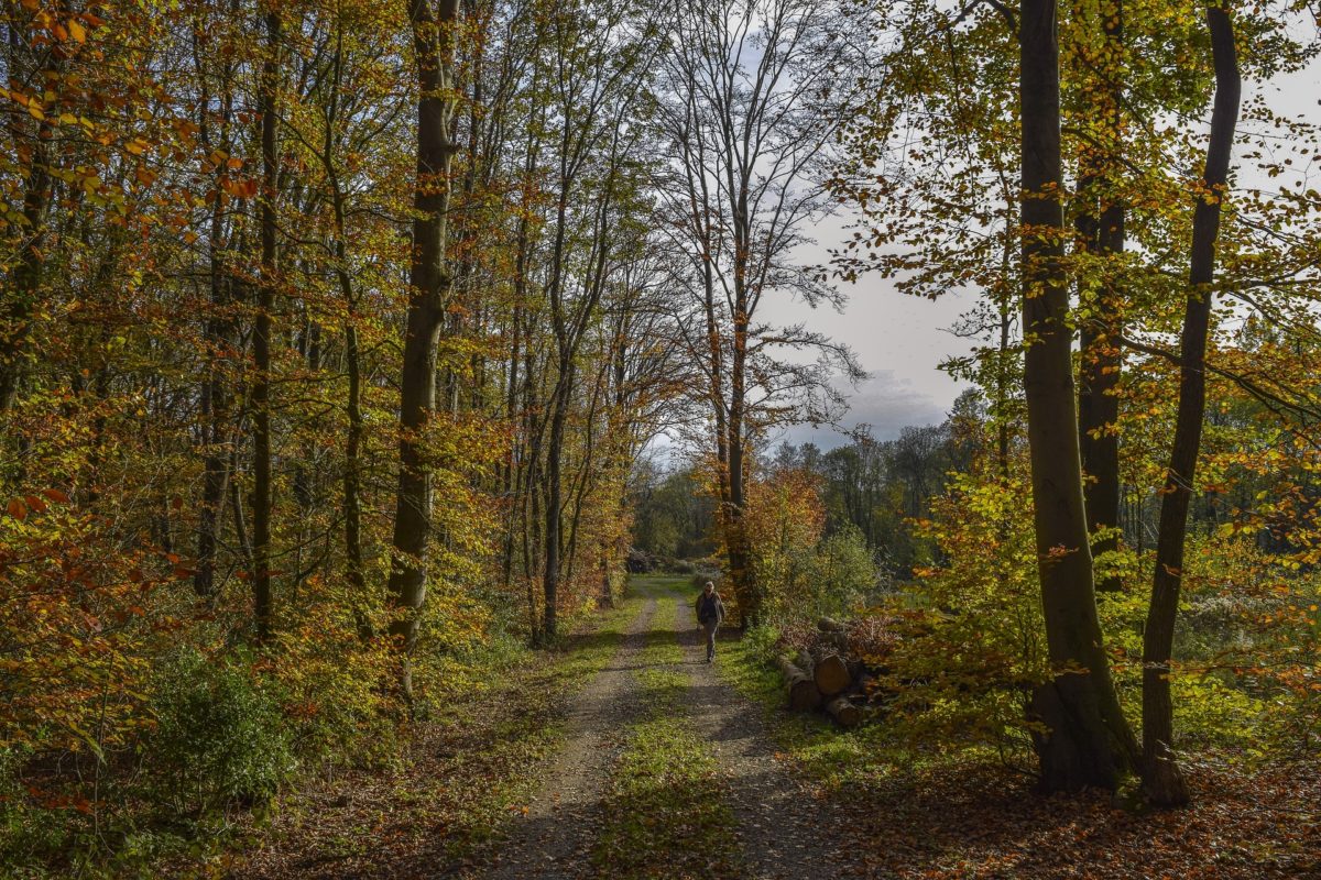 La Terapia Forestale che alleggerisce l’ansia