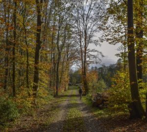 La Terapia Forestale che alleggerisce l’ansia