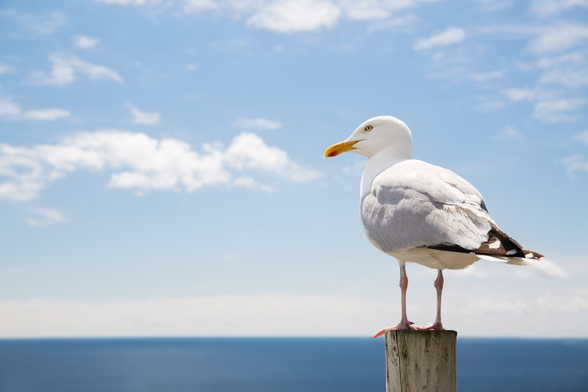 Gabbiani del Garda: è aviaria. Allerta Onu per l’uomo