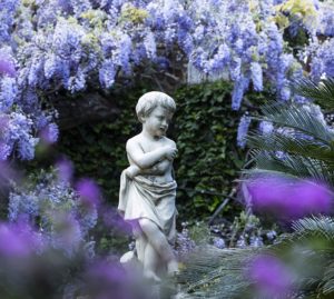 Alassio riapre il Parco più bello d’Italia con la fioritura dei glicini