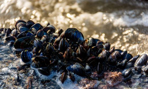 Economia circolare per cozze e gamberi