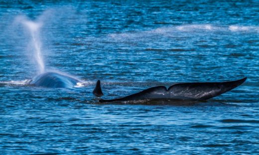 La balenottera comune è arrivata in Adriatico