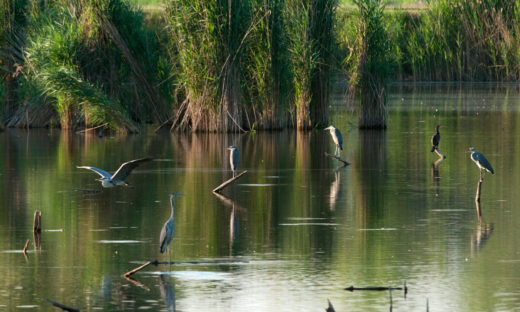 “Giornate delle Oasi”: alla scoperta della biodiversità