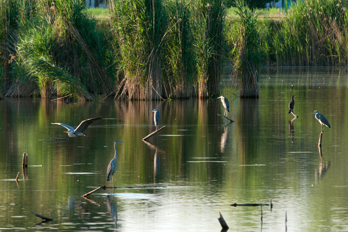 “Giornate delle Oasi”: alla scoperta della biodiversità