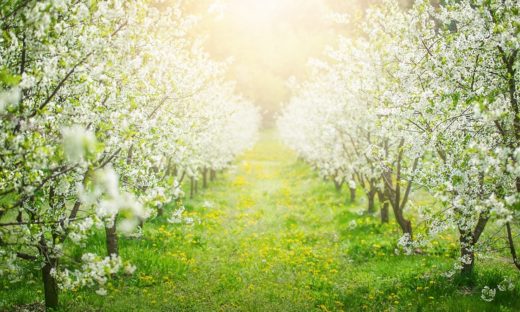 Gelo di Pasqua, frutteti in ginocchio