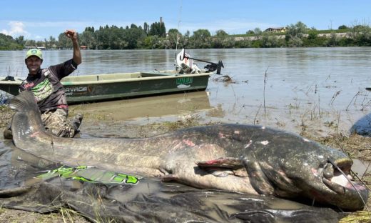 Un pesce gatto da quasi 3 metri: è record sul Po