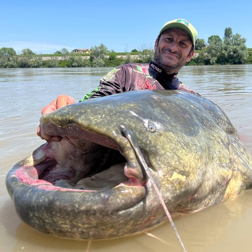 Un pesce gatto da quasi 3 metri: è record sul Po - Metropolitano.it