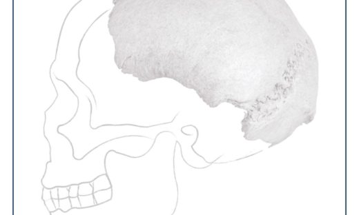 Il Po restituisce ossa del cranio di un Homo Sapiens arcaico