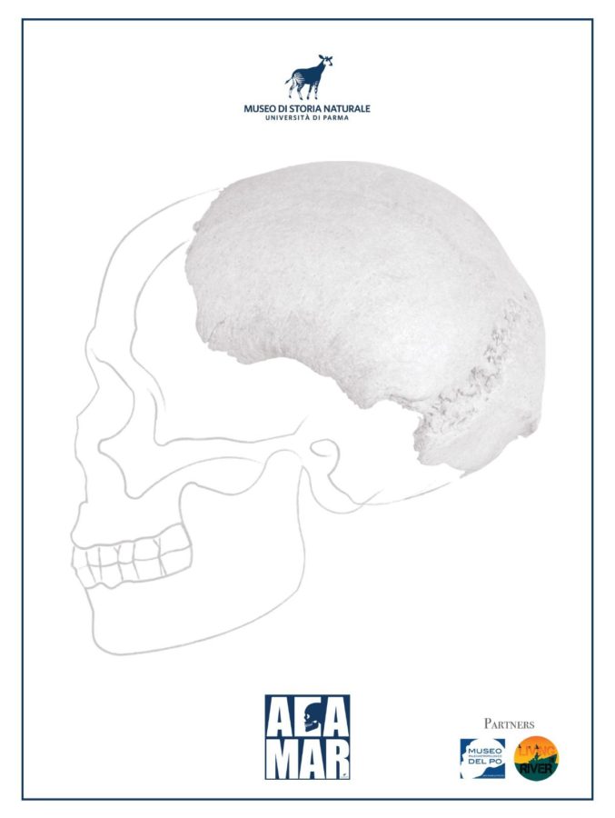 Il Po restituisce ossa del cranio di un Homo Sapiens arcaico