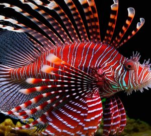 Attenzione al pesce scorpione nelle acque italiane