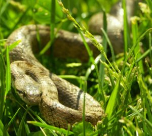 Serpenti : diverse segnalazioni a Roma, a Recanati e nel veneziano