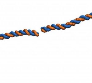 Le radiazioni che spezzano il dna e provocano i tumori