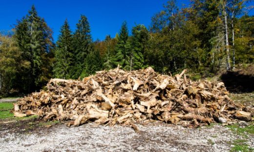 Circa 50 mila alberi pericolanti nelle città colpite dal maltempo