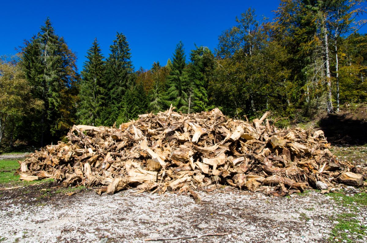 Circa 50 mila alberi pericolanti nelle città colpite dal maltempo