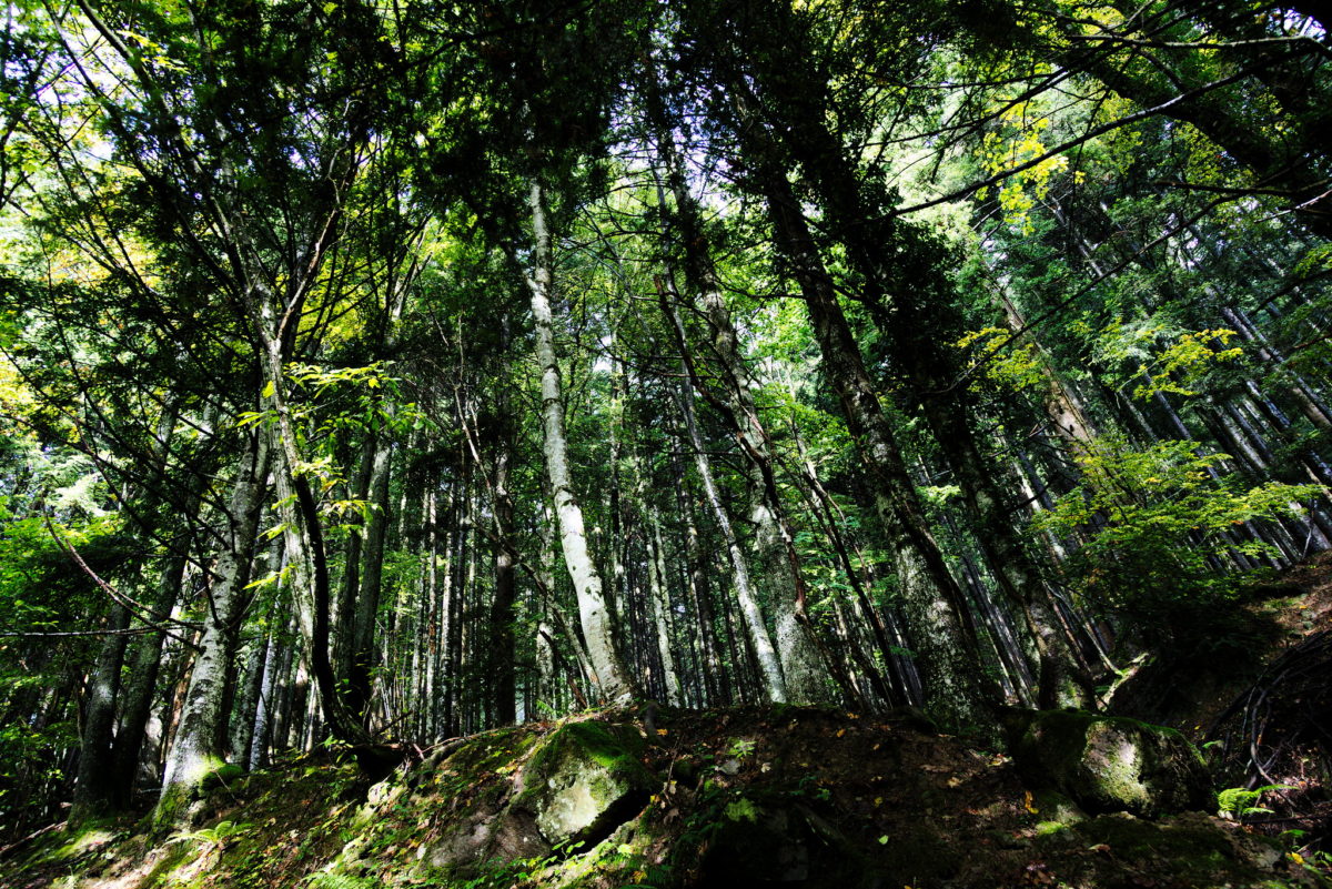 Un Cluster del Legno per l’Italia a vocazione forestale