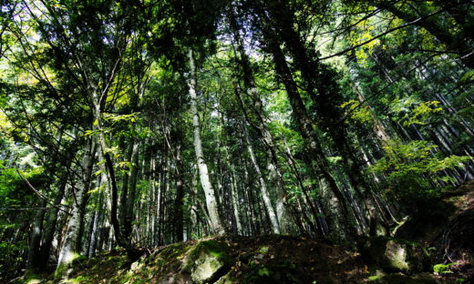 Un Cluster del Legno per l’Italia a vocazione forestale