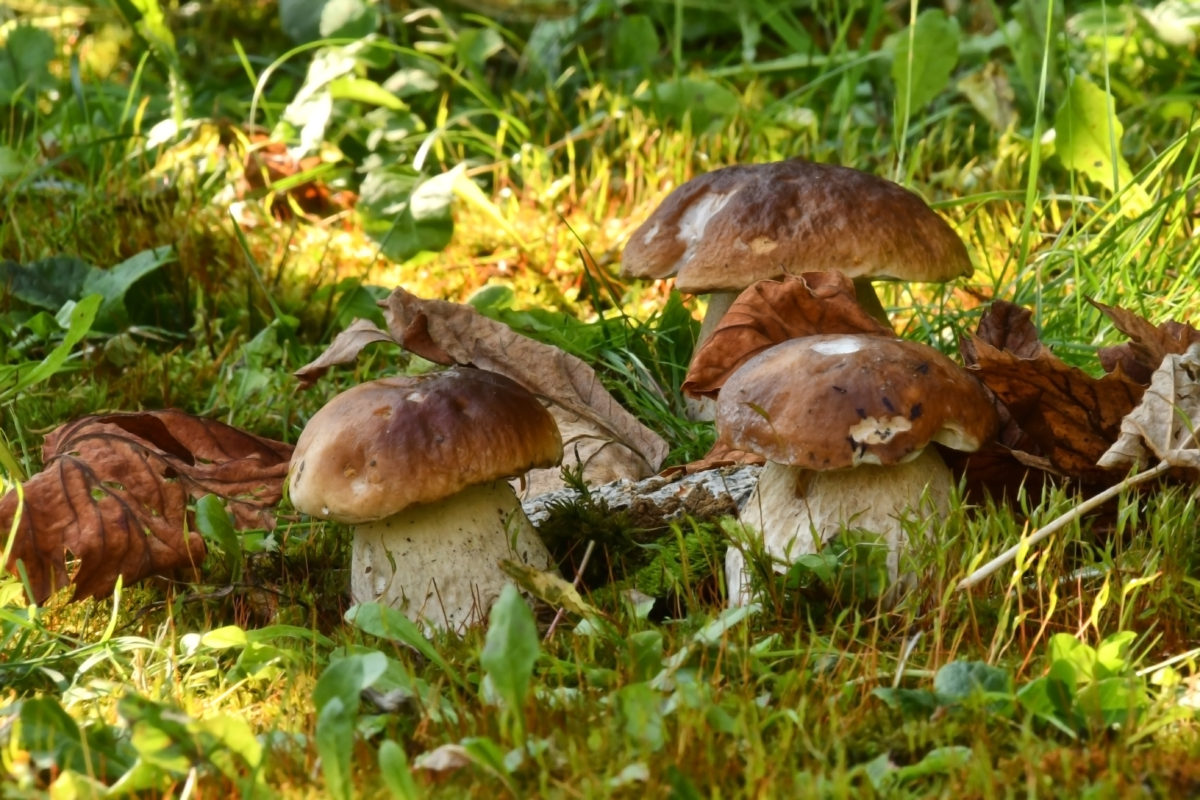 Caldo + pioggia = +20% di porcini