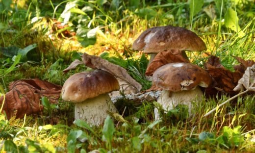 Caldo + pioggia = +20% di porcini