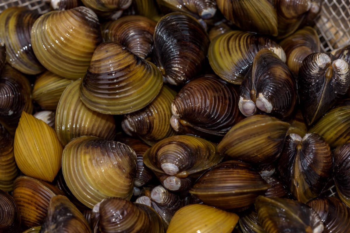 vongole