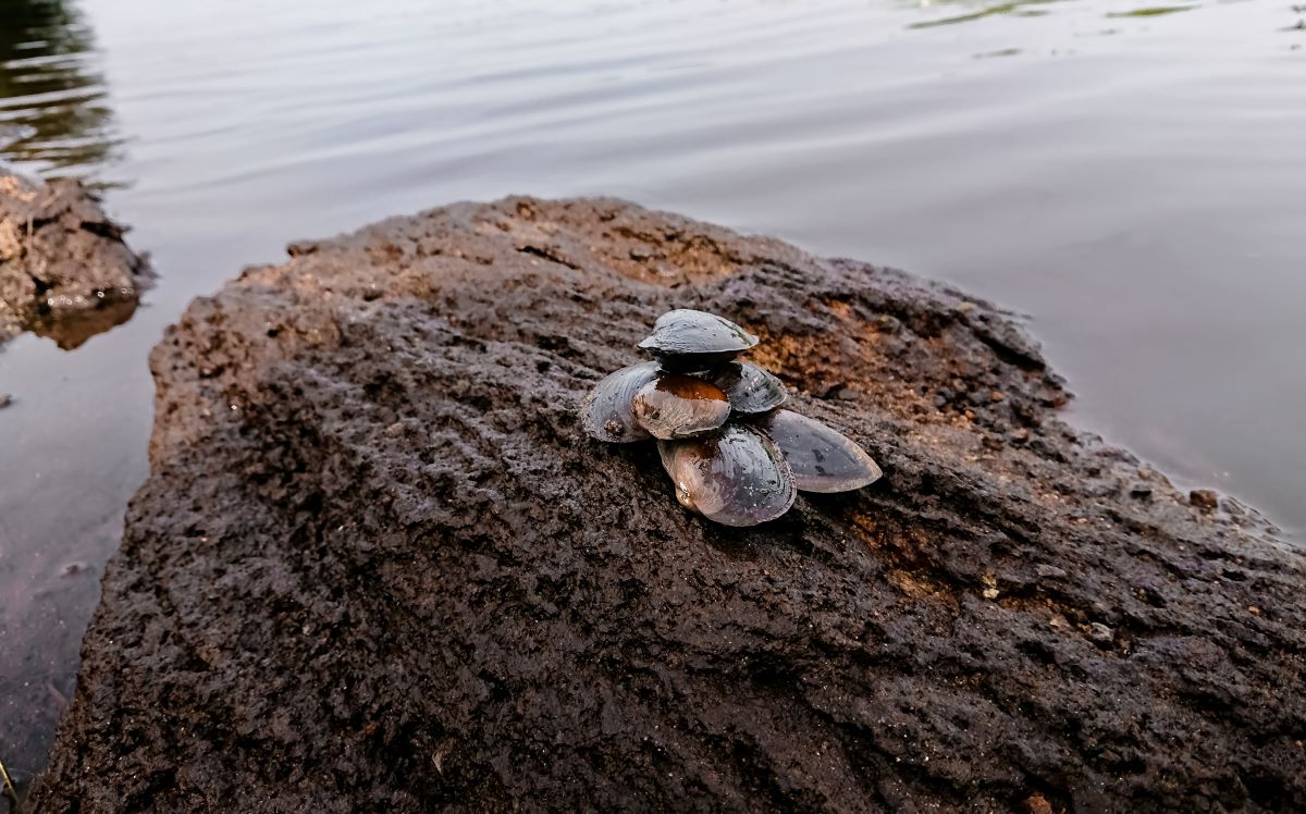 vongole