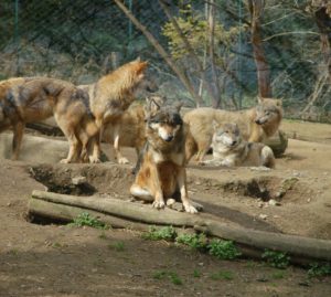 Cani, attenti ai lupi!