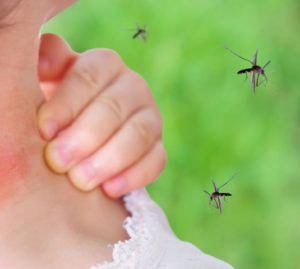 Dengue: sempre più focolai autoctoni in Italia