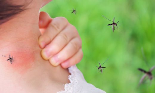 Dengue: dal Brasile un vaccino efficace all'80%