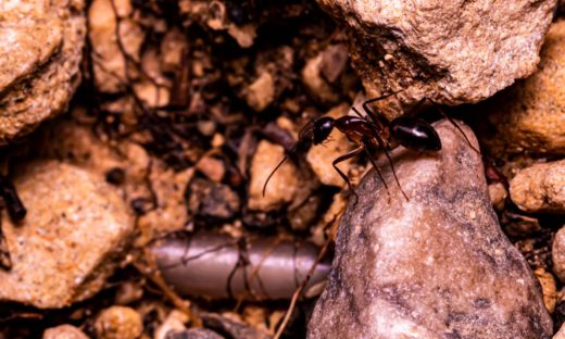Nuovo allarme: è arrivata in Italia la formica di fuoco