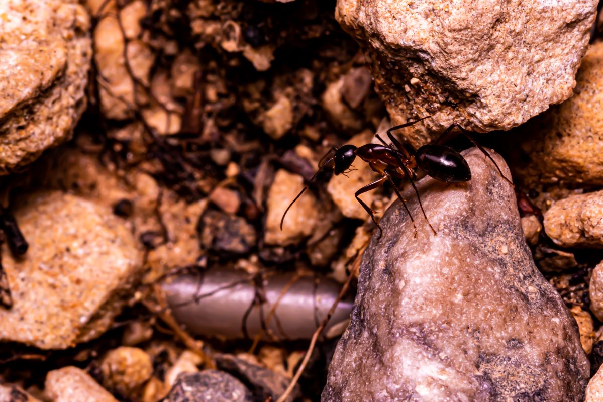 Nuovo allarme: è arrivata in Italia la formica di fuoco