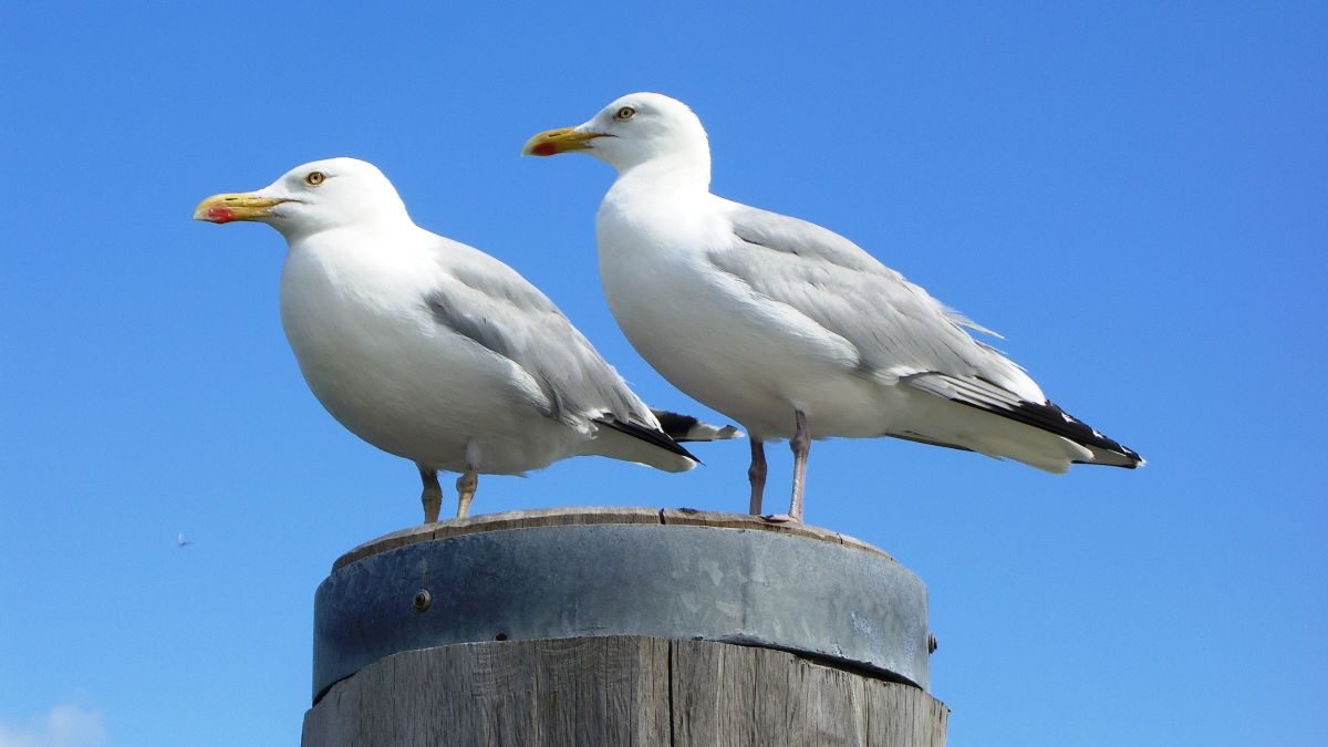 Venezia come un Pokédex urbano: i gabbiani specie da mappare