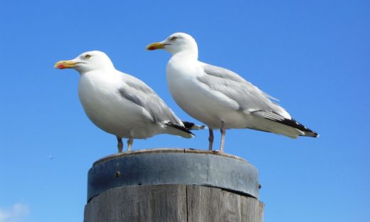 Venezia come un Pokédex urbano: i gabbiani specie da mappare