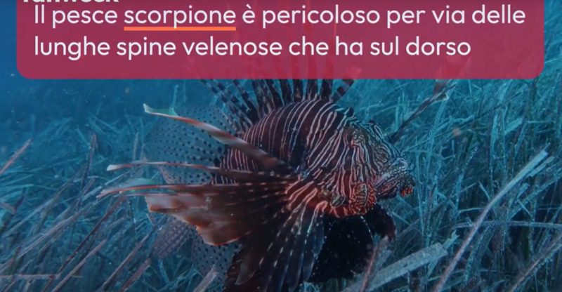 pesce scorpione