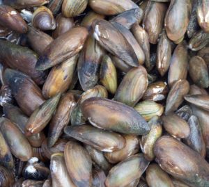 Nuove specie aliene: le vongole asiatiche nei fiumi e laghi italiani