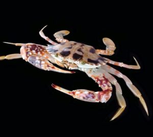 Granchio crocefisso: la nuova specie aliena in Adriatico