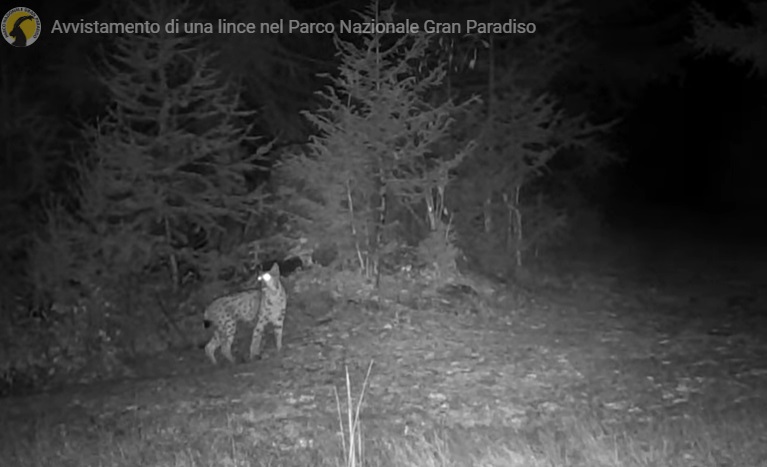 lince