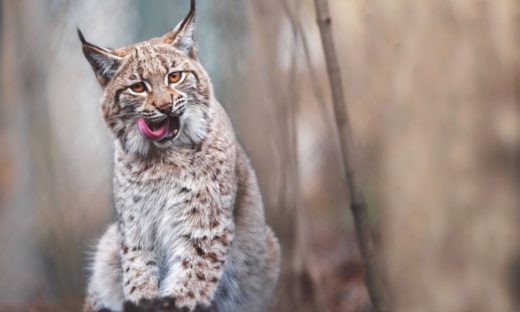 Ritratta dalla fototrappola: ecco la lince, non si vedeva dal 1916