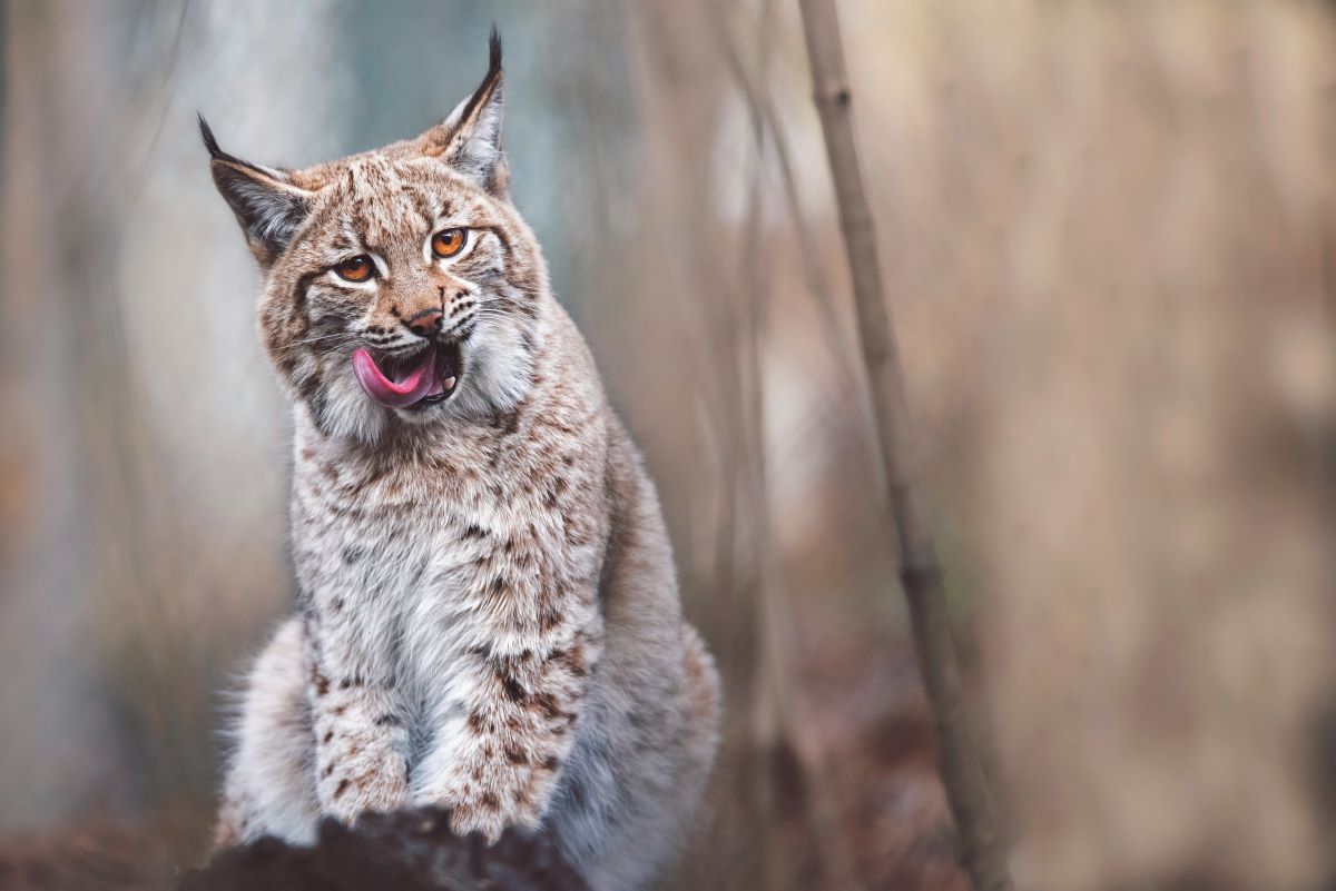 Ritratta dalla fototrappola: ecco la lince, non si vedeva dal 1916