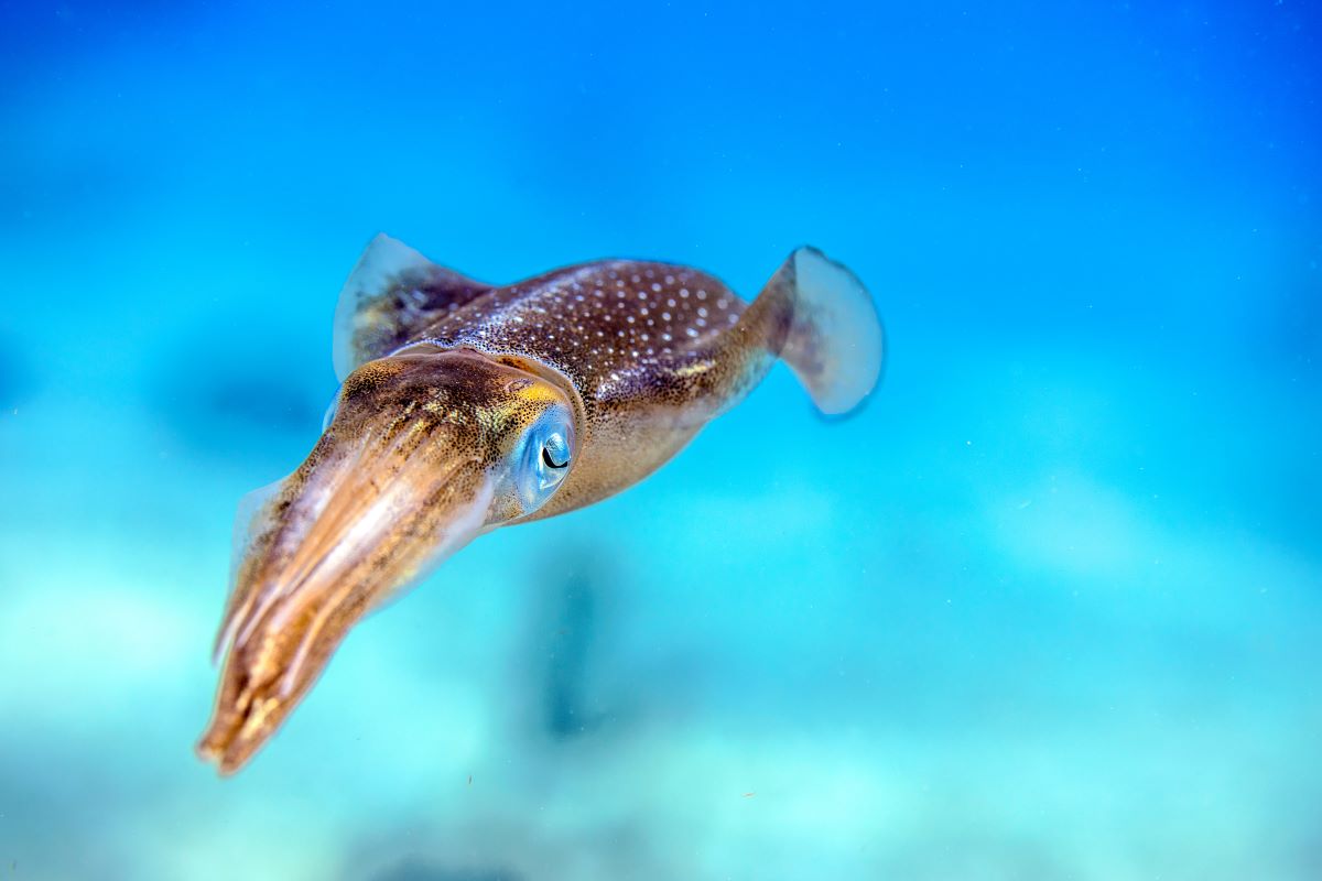 Il cervello del calamaro si sviluppa come quello umano