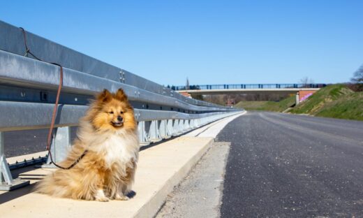 L'abbandono degli animali nel nuovo codice della strada