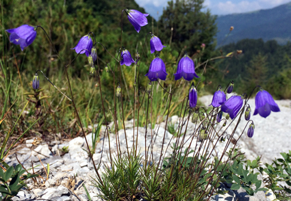 Nelle Prealpi sboccia un fiore ignoto: la Campanula di Bergamo