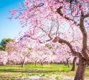 La “primavera di febbraio”: tra primi bagni e animali confusi