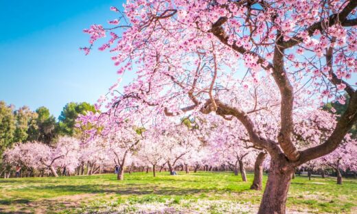 La “primavera di febbraio”: tra primi bagni e animali confusi