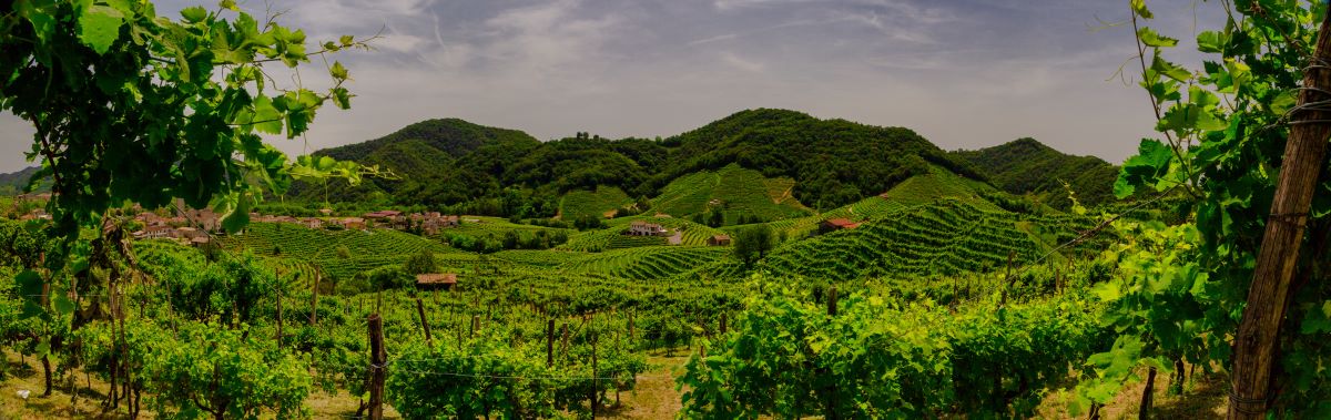 Omicidio tra le colline del Prosecco