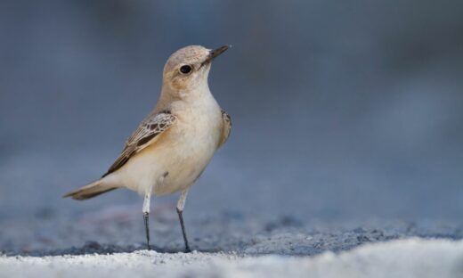 In Italia, una nuova specie di uccello