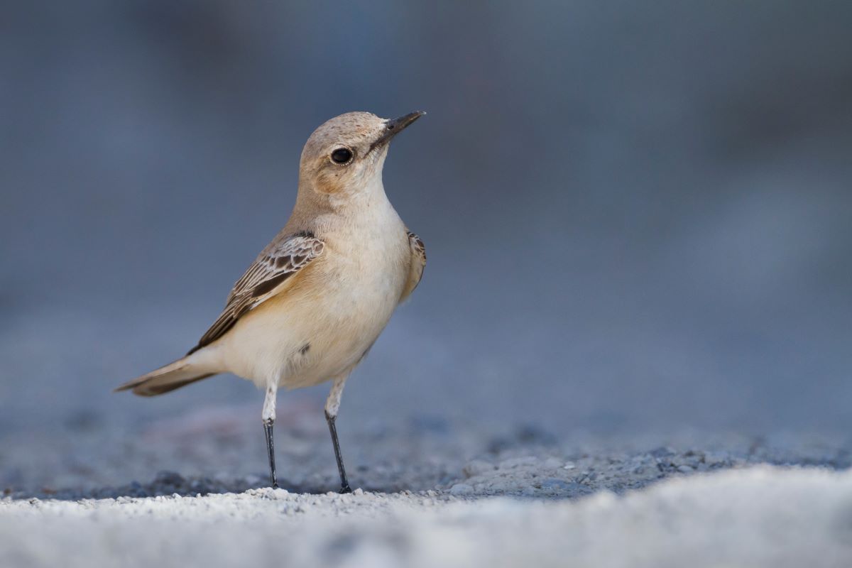 In Italia, una nuova specie di uccello