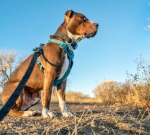 Cani: razze pericolose? Solo più impegnative