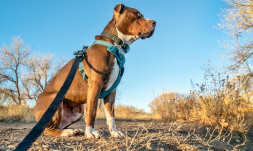 Cani: razze pericolose? Solo più impegnative